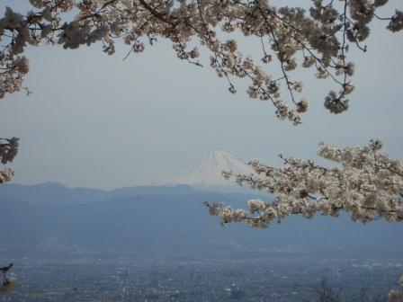 桜の間からの富士山.JPG