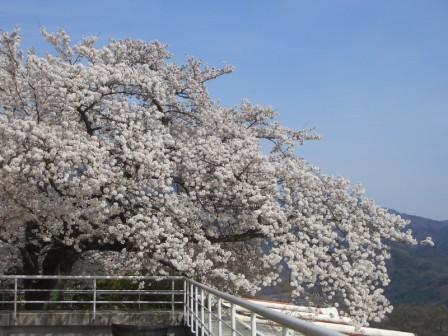 見事な桜.JPG